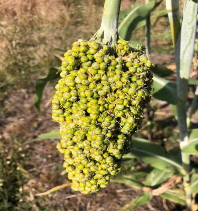 Sorghum