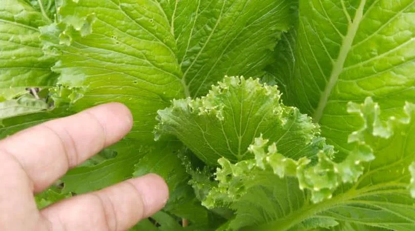 Spinach / Lettuce